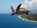 літаюча черепаха
