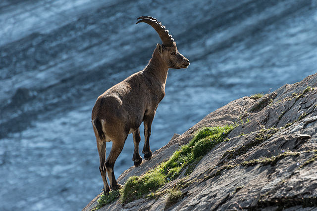 Третє місце:  Альпійський козел (Capra ibex) у Національному парку «Високий Тауерн», Каринтія, Австрія. Автор фото — Bernd Thaller [вільна ліцензія CC BY-SA 3.0]