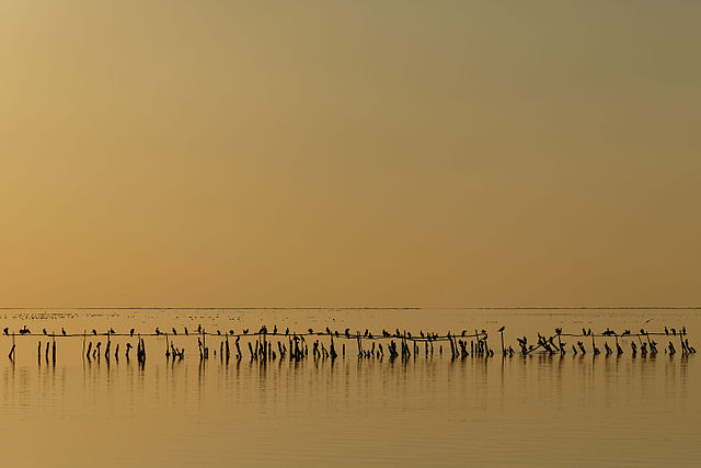 Баклани у сутінках на солоному озері Вакаре, Франція