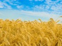 пшеничне поле