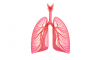 asset-v1-IFNMU+Spirometry101+2017_T1+type@asset+block@легені