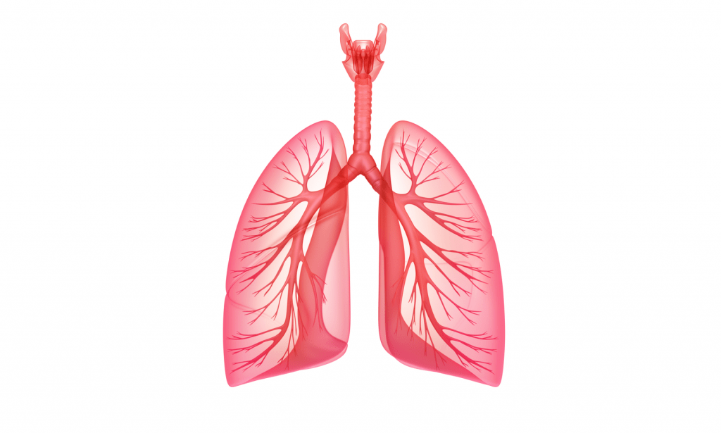 asset-v1-IFNMU+Spirometry101+2017_T1+type@asset+block@легені