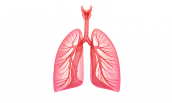 asset-v1-IFNMU+Spirometry101+2017_T1+type@asset+block@легені