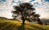 tree-dawn-nature-bucovina-56875