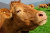 Cow small