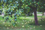 healthy-apple-summer-garden