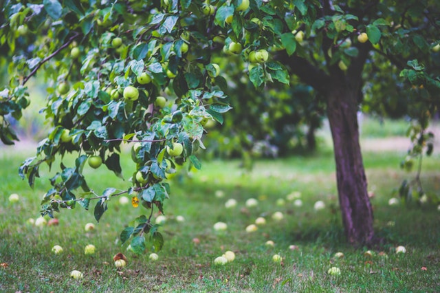 healthy-apple-summer-garden