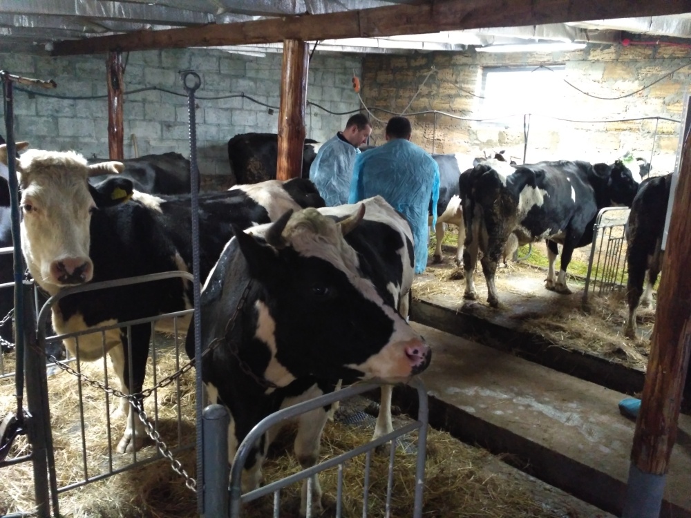 На Рівненщині відкрили першу в області сімейну молочну ферму