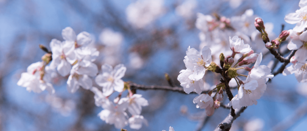 blooming-blossom-blur-1045615