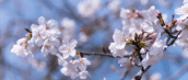 blooming-blossom-blur-1045615