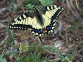 swallowtail _ Papillio machaon