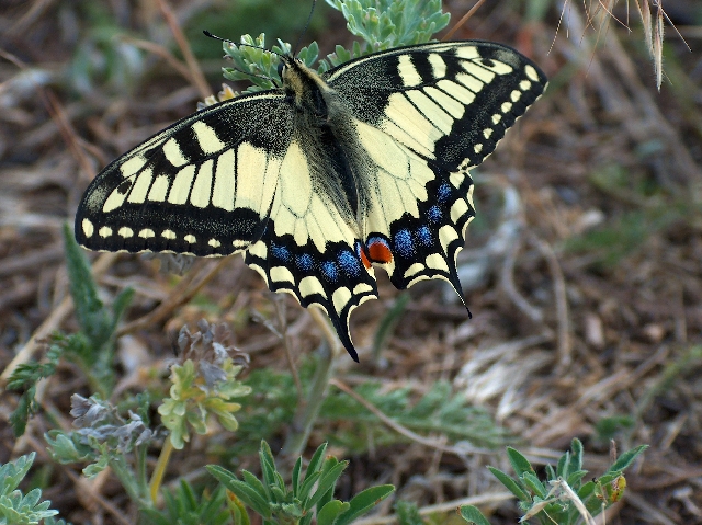 swallowtail _ Papillio machaon