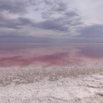 дерева-степу