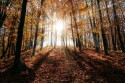 ліс парк осінь природа