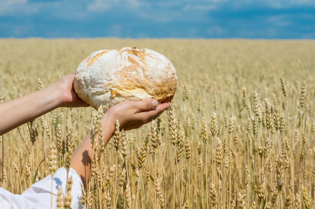 Female hands holding home baked bread loaf above ripe wheat field.