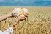 Female hands holding home baked bread loaf above ripe wheat field.