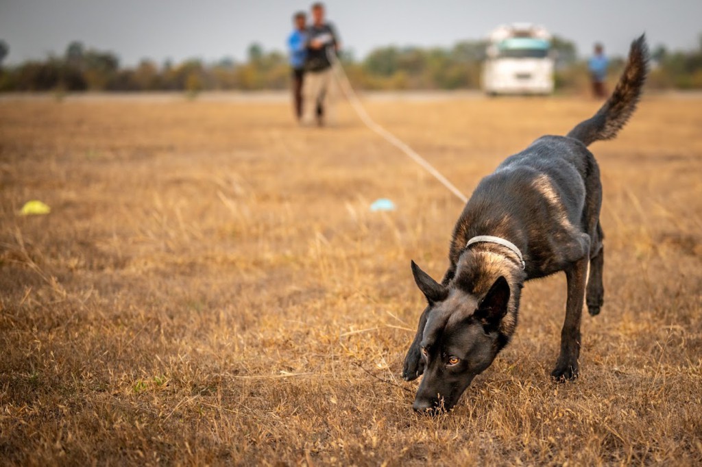 CAT_4653 MA CAMB TSD DTC KC handler training